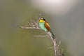 oe colorful bee-eater (Merops apiaster) sits on a branch and looks for insects Royalty Free Stock Photo