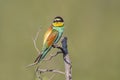 oe colorful bee-eater (Merops apiaster) sits on a branch and looks for insects Royalty Free Stock Photo