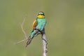 oe colorful bee-eater (Merops apiaster) sits on a branch and looks for insects Royalty Free Stock Photo