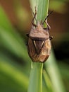 oebalus bug on a leaf Royalty Free Stock Photo