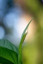 Oecanthus pellucens aka Italian tree cricket. Long thin insect, Italy.