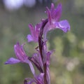 wild orchid called anacamptis papilionacea Royalty Free Stock Photo