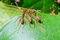 Oecophylla smaragdina (common names include Weaver Ant,