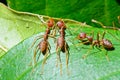 Oecophylla smaragdina (common names include Weaver Ant,