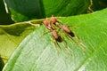 Oecophylla smaragdina (common names include Weaver Ant, Green An