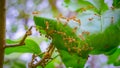 Oecophylla smaragdina, Formicidae, Red ants help build nests on green leaves