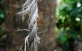 Oecophylla smaragdina on an old plastic rope, weaver ant, green ant, green tree ant, Orange gaster Royalty Free Stock Photo