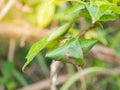 Oecophylla smaragdina, Red ant `s nest Royalty Free Stock Photo