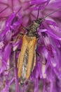 Oedemera femorata sitting on thistle