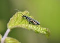 Oedemera lurida Royalty Free Stock Photo