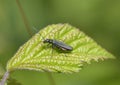 Oedemera lurida Royalty Free Stock Photo