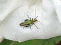 Male Swollen-thighed beetle Oedemera nobilis Royalty Free Stock Photo