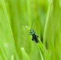 Oedemera nobilis beetle Royalty Free Stock Photo