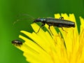 Oedemera virescens, beetle, common beetle on dandelion flower,