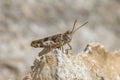 Oedipoda cf germanica