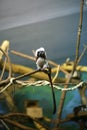 Oedipus tamarin on a branch in the zoo Royalty Free Stock Photo