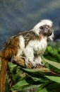 Oedipus tamarin monkey (Latin Saguinus oedipus) sitting on the grass Royalty Free Stock Photo