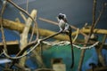 Oedipus tamarin on a branch in the zoo Royalty Free Stock Photo