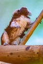 Oedipus Tamarin. Saguinus oedipus.