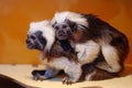 Oedipus tamarin - small monkeys of the marmoset family