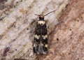 Oegoconia quadripuncta micro moth