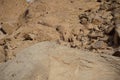 Oenanthe melanura bird on a rock. The blackstart, Oenanthe melanura, is a chat found in desert regions. Dahab, Egypt Royalty Free Stock Photo