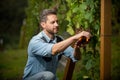 oenologist cut grapes with gardening scissors, farming