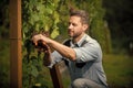 oenologist cut grapes with gardening scissors, farming