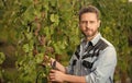 oenologist cutting grapevine with garden scissors, gardening