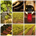 Oenology and wine collage