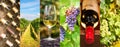 Oenology and wine panoramic photo collage, wine concept