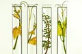 Oenology, young vine shoots in red test tubes, Research Laborato