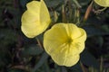 Oenothera Royalty Free Stock Photo