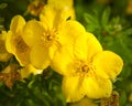 Oenothera