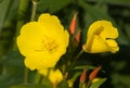 Oenothera biennis Royalty Free Stock Photo