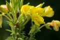 Oenothera biennis,  common evening-primrose, evening star  yellow flowers selctive focus Royalty Free Stock Photo