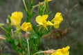 Oenothera biennis, common evening-primrose flowers closeup selective focus Royalty Free Stock Photo