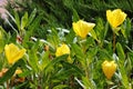 Oenothera biennis, or common evening primrose in a garden Royalty Free Stock Photo