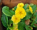 Oenothera biennis, common evening-primrose, evening star, sundrop, weedy evening primrose, German rampion, hog weed