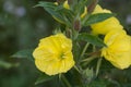 Oenothera biennis, common evening-primrose yellow flowers closeup selctive focus