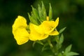 Oenothera biennis,  common evening-primrose yellow flowers closeup selctive focus Royalty Free Stock Photo