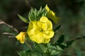 Oenothera biennis, common evening-primrose yellow flowers closeup selective focus Royalty Free Stock Photo