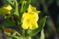 Oenothera biennis, common evening-primrose yellow flowers closeup selective focus Royalty Free Stock Photo