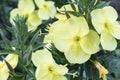 Oenothera biennis, Common evening primrose yellow flowers just opened in evening garden Royalty Free Stock Photo