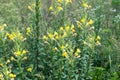 Oenothera biennis, common evening-primrose yellow flowers closeup selective focus Royalty Free Stock Photo