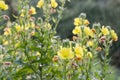 Oenothera biennis, common evening primrose yellow flowers macro selective focus Royalty Free Stock Photo