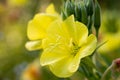 Oenothera biennis, common evening primrose yellow flowers macro selective focus Royalty Free Stock Photo