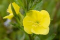 Oenothera biennis common evening primrose yellow flowers macro selective focus Royalty Free Stock Photo