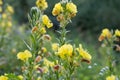 Oenothera biennis, common evening primrose yellow flowers macro selective focus Royalty Free Stock Photo