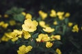 oenothera biennis or donkey or evening primrose yellow flower bush in full bloom on a background of green leaves and grass in the Royalty Free Stock Photo